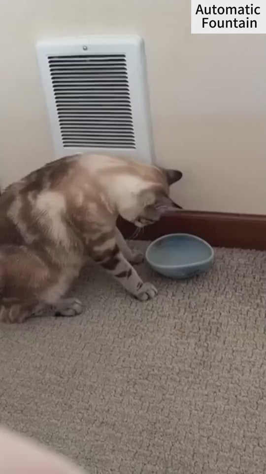 Stainless Steel Pet Water Fountain for Cats & Dogs
